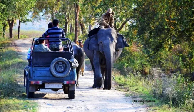 Kaziranga Wildlife Safari & Tea Trail - Assam Tour Package